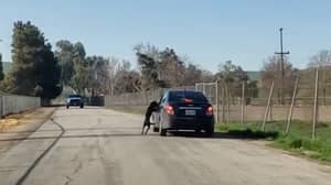 令人心碎的视频显示，狗放弃在路边后奔跑的狗在奔跑之后奔跑