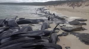 在西澳大利亚西部的大众绞线中死亡100多名飞行员鲸鱼
