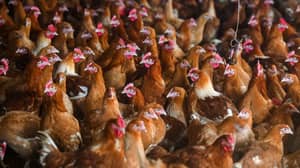 已经发现了人类中的第一个H5N8禽流感的病例