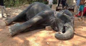 大象载着游客15年后，死于疲惫