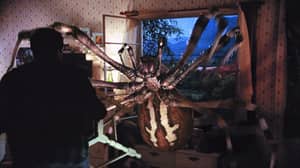 巨型蜘蛛正在偷偷溜进你的房子，并脱掉你的防盗报警