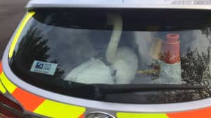 现实生活“热绒糊”事件看到警察的天鹅“被捕”