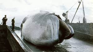 日本指责今年屠宰122名怀孕鲸鱼