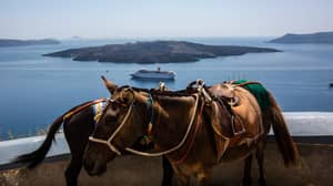 圣托里尼岛发起运动，禁止游客骑驴上山