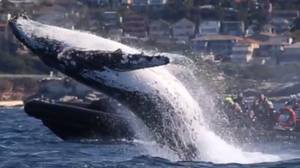 巨大的座头鲸跃出水面，让游客目瞪口呆