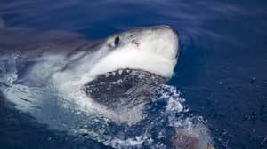 冲浪者通过击打鲨鱼的眼睛来击退鲨鱼，并告诉它“滚蛋”