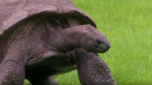 世界上最长寿的乌龟被发现是同性恋