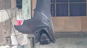 这张“人类大小的蝙蝠”的照片实际上并不是假的