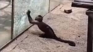 时刻猴子锐化岩石并用它砸碎动物园外壳玻璃
