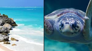 墨西哥创建了巨大的海洋公园，以保护巨型射线，鲸鱼和海龟