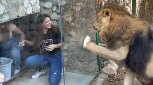 动物园猛烈抨击“残酷”玻璃盒子，供“搅动”狮子的游客