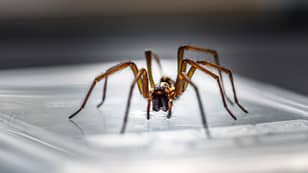 TikToker的黑客攻击，以帮助使蜘蛛远离这个交配季节