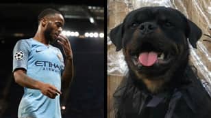 拉希姆·斯特林（Raheem Sterling）买了一只15,000英镑的狗来保护他的房子