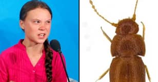 格雷塔·敦伯格（Greta Thunberg）有科学家以她​​命名的新甲虫