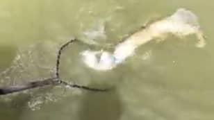 视频显示渔夫在同一条线上钓到两条鱼