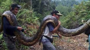 伯恩尼村民吃20英尺高的蟒蛇与小男性交配