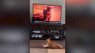 猫在电视上在他面前的电视上跑步