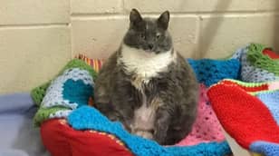 英国最胖的猫之一是在寻找她的第四所家