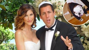 亚当·桑德勒（Adam Sandler）的狗是婚礼上的伴郎