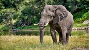 可疑的偷猎者被大象践踏到南非