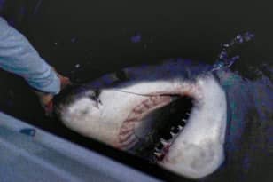 小伙子照片捕获和大型2500磅大鲨鱼的标签