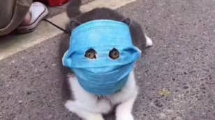 猫给予人孔口罩，用眼孔保护冠状病毒