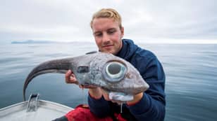 挪威钓鱼者用巨大的球形眼睛捕捉到奇怪的鼠尾草