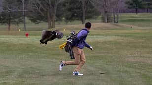 高尔夫球手受到鹅的攻击，照片太好了