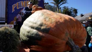 一个2350磅的南瓜叫老虎国王赢得了“南瓜超级碗”