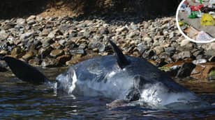 吃22公斤塑料后，鲸鱼在意大利海岸上死亡