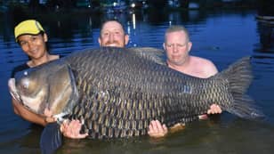英国人在泰国捕捉“世界上最大的鲤鱼”，体重高达232磅