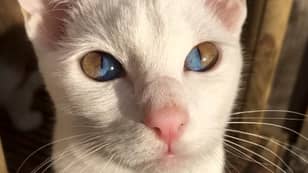 罕见的遗传状况使猫带着令人眼花dome乱的双色调眼睛