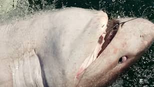 女子卷轴在爱尔兰重1,200磅的15英尺高鲨鱼