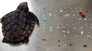 小乌龟在其肠道中发现了104块塑料死亡
