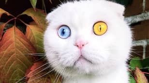 令人惊叹的猫叫约瑟夫有两只不同的彩色眼睛