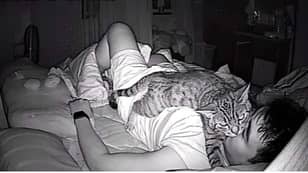 盖伊安装相机以发现猫在晚上令人窒息