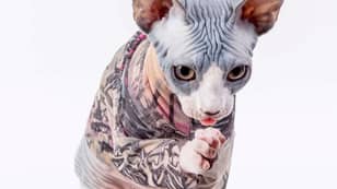 您现在可以为您的猫买纹身袖子