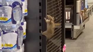 可怕的一刻巨鼠爬上货架在澳大利亚阿尔迪商店