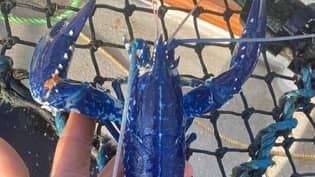 渔夫在康沃尔郡海岸附近捕获了蓝色龙虾的蓝色龙虾