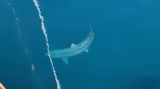 巨大的鲨鱼在大西洋火花“巨大的”中发现了一些恐惧