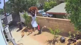 镜头显示时刻的女人'Yeeted'跳出墙拯救她的狗“loading=