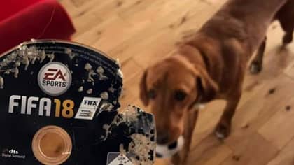 男人回到家，发现他的狗吃了他的“ FIFA 18”的副本