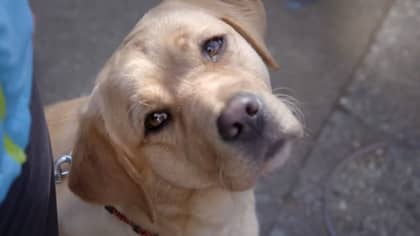 Netflix Drops在幼犬训练后成为指导犬的令人心动的纪录片