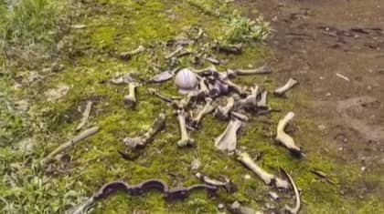 Google Earth显示切尔诺贝利的地面上的一堆骨骼残留物