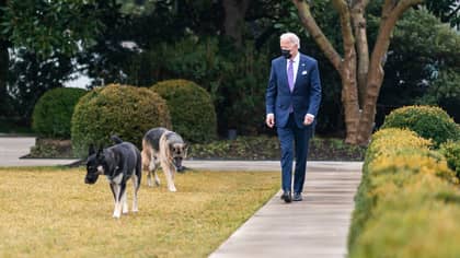 必威杯足球新闻频道指责乔·拜登（Joe Biden）总统的狗不是“总统”