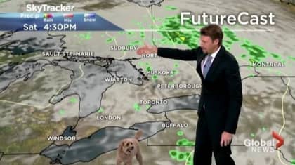 Weatherman的狗搞笑中断现场报告