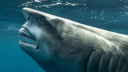鲨鱼发现与唐纳德·特朗普有惊人的相似之处