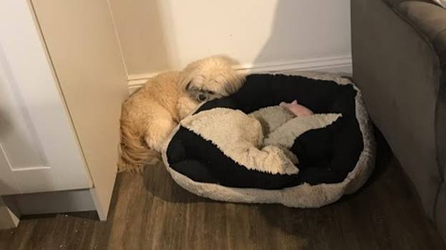 狗在一年前去世的他最好的小狗面前，坐在垫子上睡觉的空间