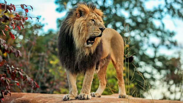 百分之八的美国人认为他们可以在没有武装的战斗中击败狮子