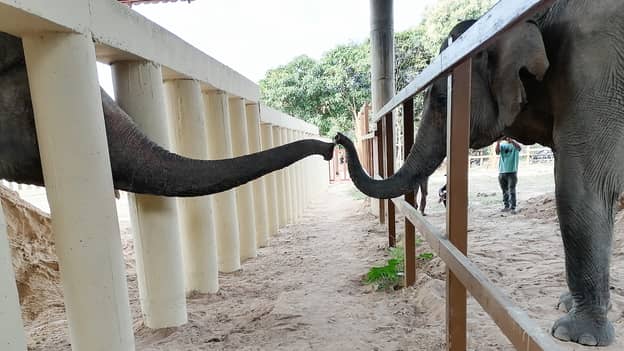 “世界上最孤独的大象”在八年来在柬埔寨的新家中成为第一任朋友